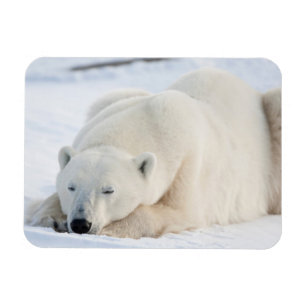 Imán Oso polar en invierno