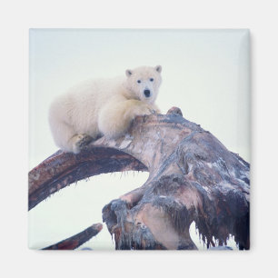 Imán Oso polar encima de un hueso de mandíbula de balle