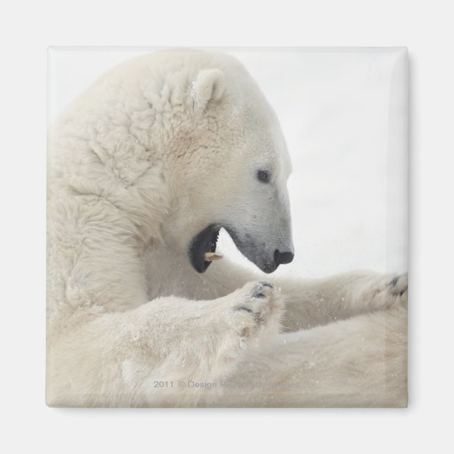 Imán Oso polar enfrascado en una pelea con otro oso (Frente)