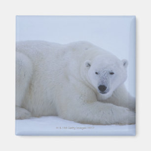 Imán Oso polar que descansa en nieve
