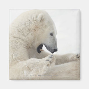Imán Oso polar que engancha a una lucha con otro oso
