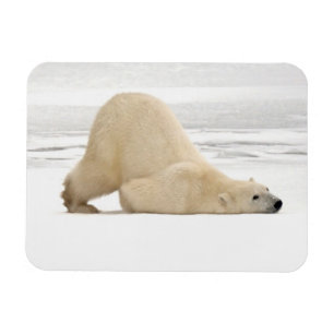 Imán Oso polar rascándose en la tundra congelada