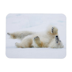 Imán Oso polar rodando en la nieve, Noruega