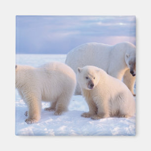 Imán Oso polar sembrado con costillas en hielo de la co