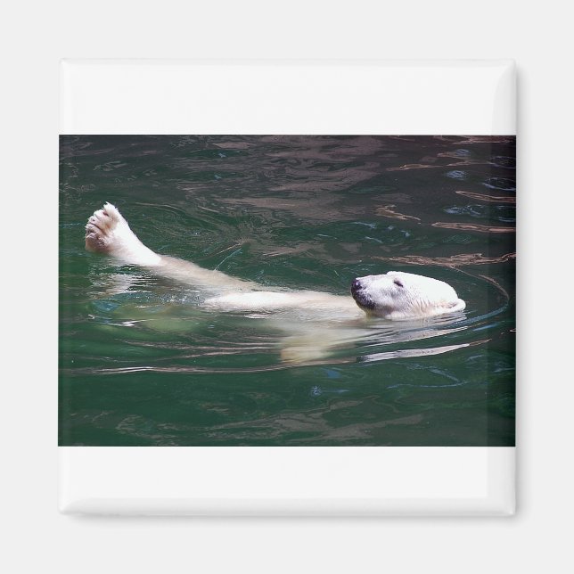 Imán Oso polar simplemente perezoso (Frente)