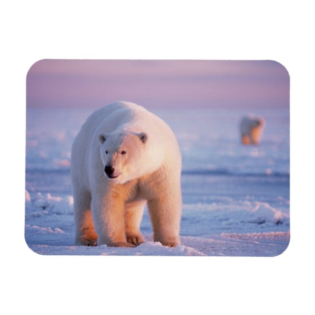 Imán oso polar, Ursus maritimus (Horizontal)