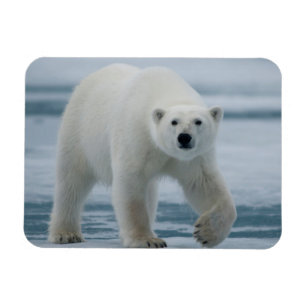 Imán Oso polar, Ursus Maritimus, adulto