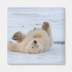 Imán oso polar, Ursus maritimus, cachorro rodando 3
