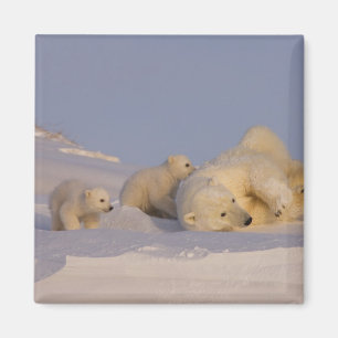 Imán oso polar, Ursus maritimus, cerda jugando