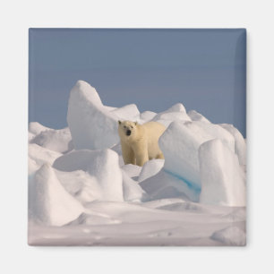 Imán oso polar, Ursus maritimus, en hielo áspero