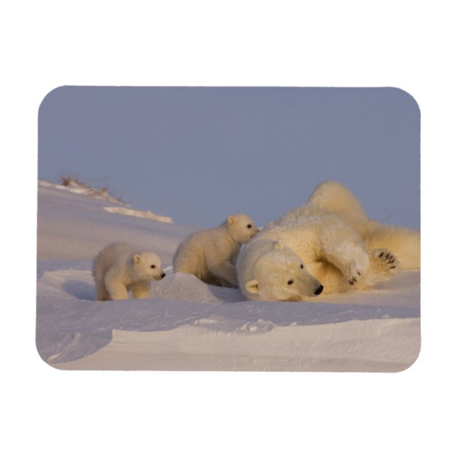 Imán oso polar, Ursus maritimus, hembra jugando (Horizontal)