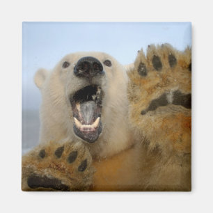 Imán oso polar, Ursus maritimus, mira con curiosidad
