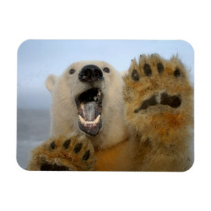 Imán oso polar, Ursus maritimus, mira con curiosidad