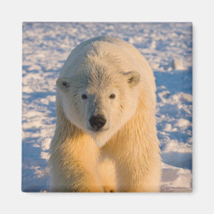 Imán oso polar, Ursus maritimus, oso polar en hielo