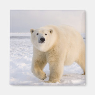 Imán oso polar, Ursus maritimus, sobre hielo y nieve, 2