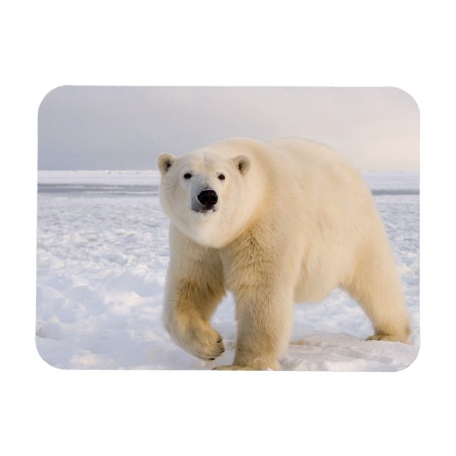 Imán oso polar, Ursus maritimus, sobre hielo y nieve, 2 (Horizontal)