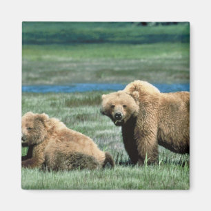 Imán Osos grizzly