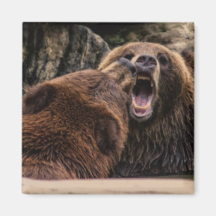 Imán Osos grizzly hermosos