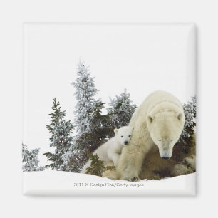 Imán Osos Polares En El Parque Nacional De Wapusk