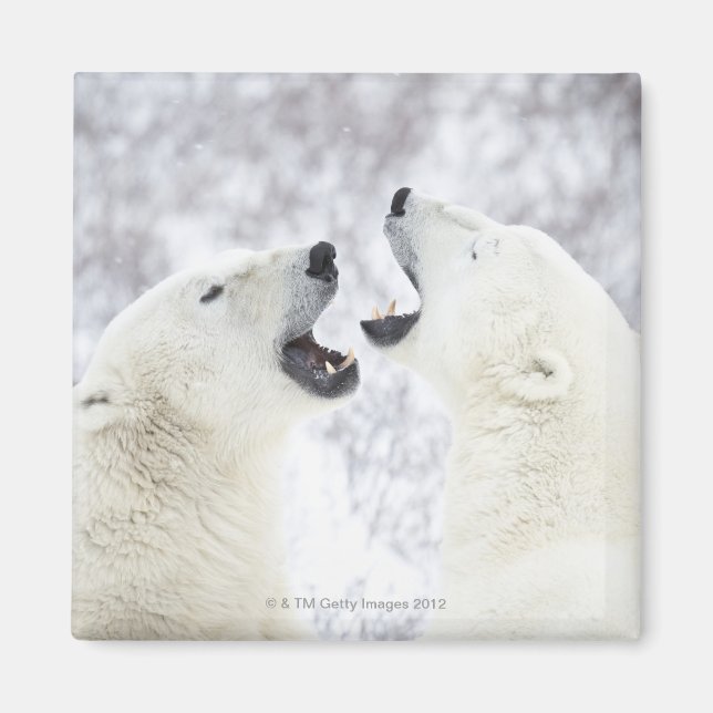 Imán Osos polares jugando en la nieve (Frente)