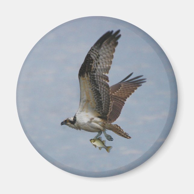 Imán Osprey (Frente)