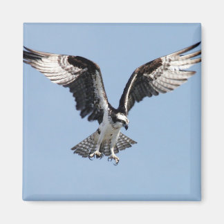 Imán Osprey