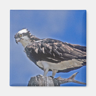 Imán Osprey Bird