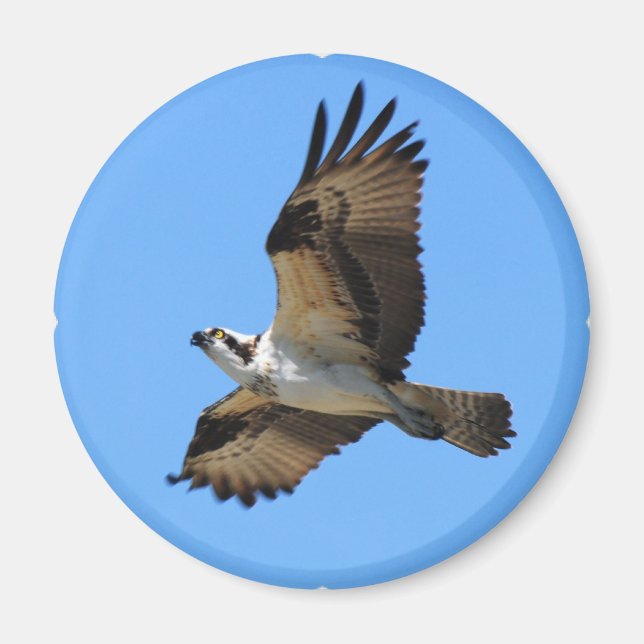 Imán Osprey Bird Magnet (Frente)