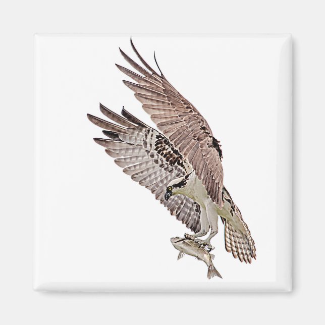 Imán Osprey con un pez (Frente)