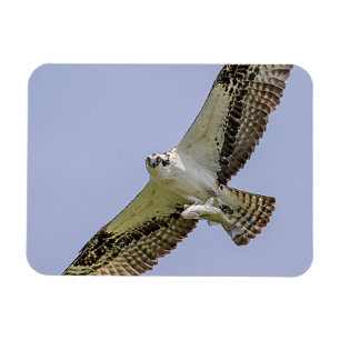 Imán Osprey con un pez
