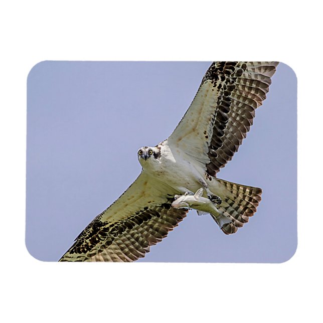 Imán Osprey con un pez (Horizontal)