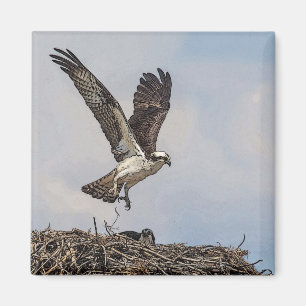 Imán Osprey en una jerarquía
