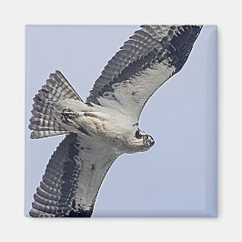 Imán Osprey en vuelo