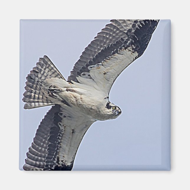 Imán Osprey en vuelo (Frente)