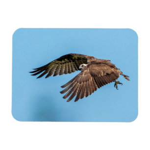 Imán Osprey en vuelo en el Parque Estatal de la Isla de