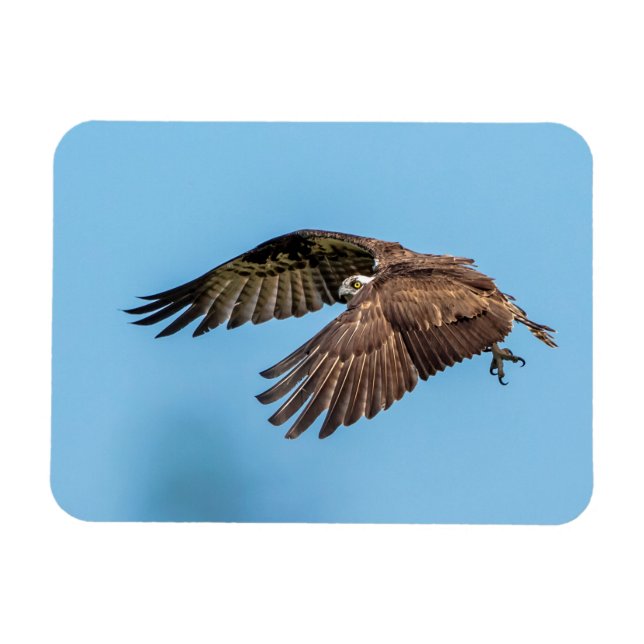 Imán Osprey en vuelo en el Parque Estatal de la Isla de (Horizontal)