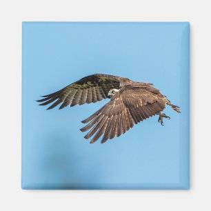 Imán Osprey en vuelo en el Parque Estatal de la Isla de