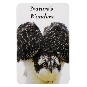 Imán Osprey Eyes Flexi Magnet