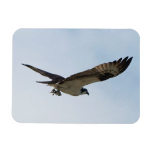 Imán Osprey Flying with Fish in its Talks