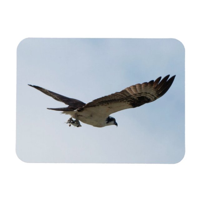 Imán Osprey Flying with Fish in its Talks (Horizontal)