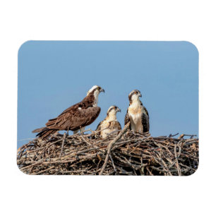 Imán Osprey mamá con sus hijos