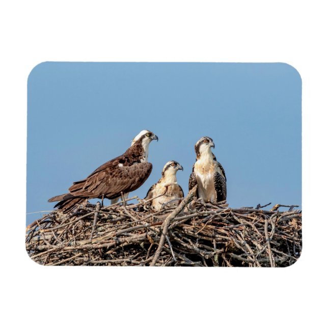 Imán Osprey mamá con sus hijos (Horizontal)