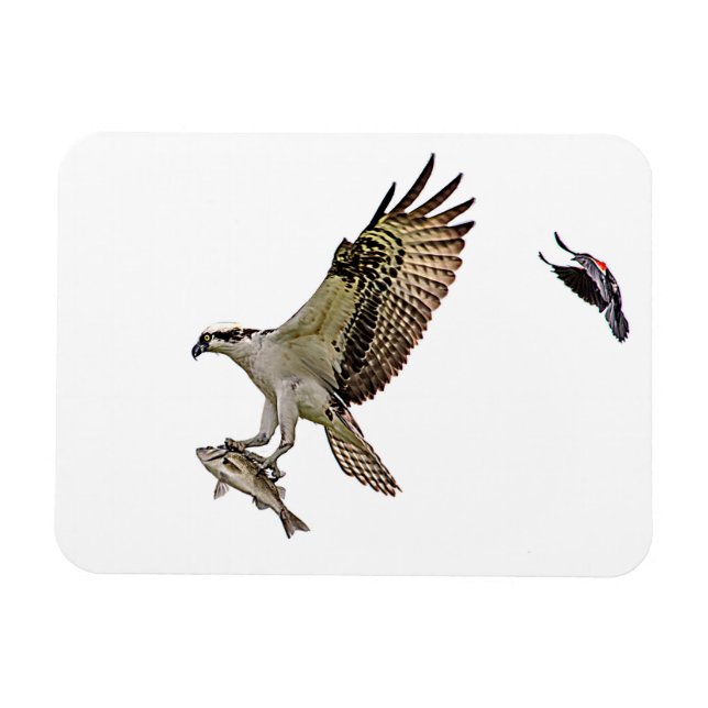 Imán Osprey que es perseguido por un mirlo de alas (Horizontal)