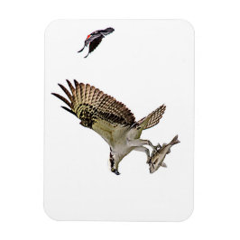 Imán Osprey que es perseguido por un mirlo de alas