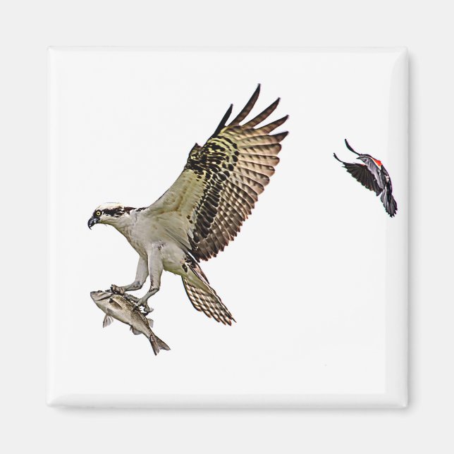 Imán Osprey que es perseguido por un mirlo de alas (Frente)