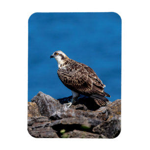 Imán Osprey sobre las rocas