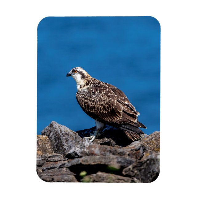 Imán Osprey sobre las rocas (Vertical)