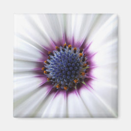Imán Osteospurmum Magnet