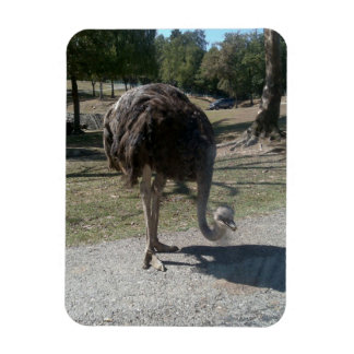 Imán Ostrich