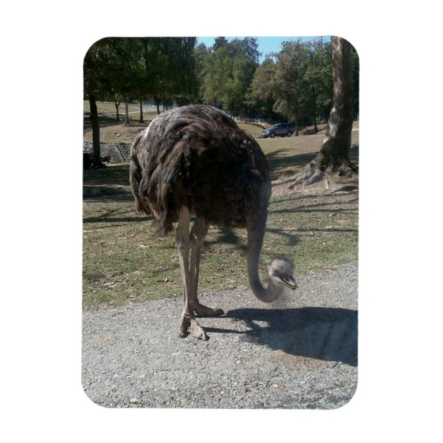 Imán Ostrich (Vertical)